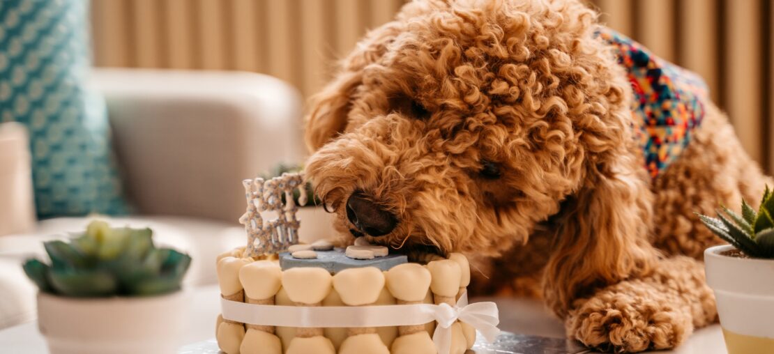 Aprenda como fazer uma receita de bolo para cachorro incrível