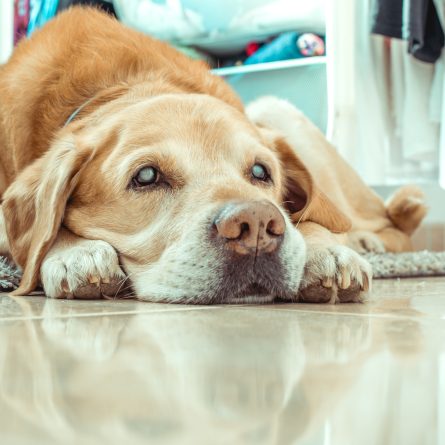 Cachorro Cego Como Cuidar Veja Aqui Blog Polipet