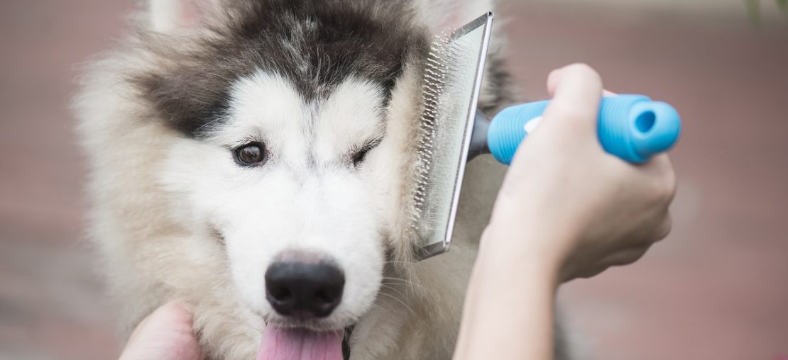 Compra Programada: não deixe faltar nada para seu pet