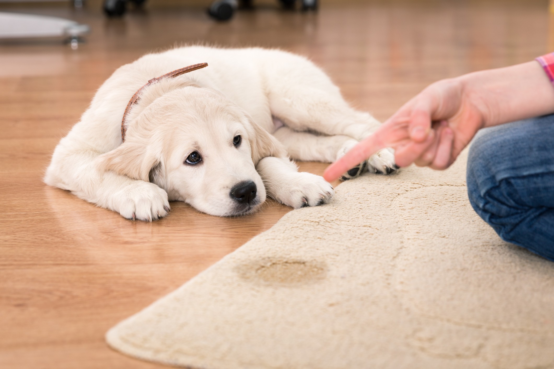 Descubra Como Treinar Seu Cachorro Para Fazer Xixi No Lugar Certo Blog Polipet