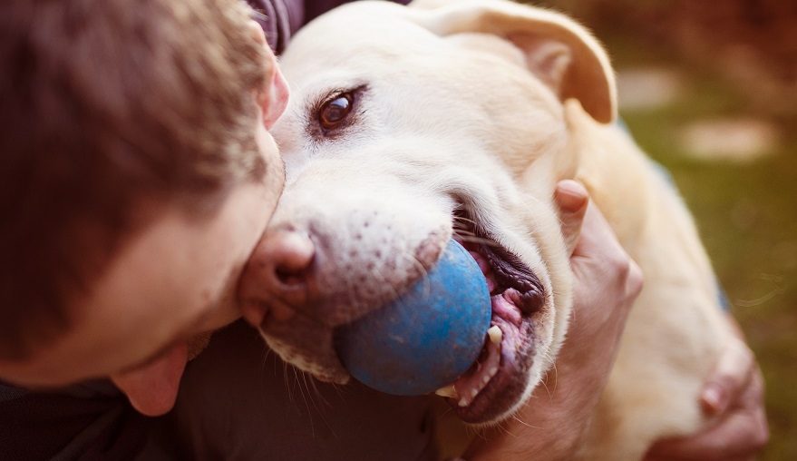 Tudo Sobre Cachorros - o melhor site sobre cães em 2023  Perguntas e  respostas brincadeira, Cachorro, Perguntas para brincadeiras