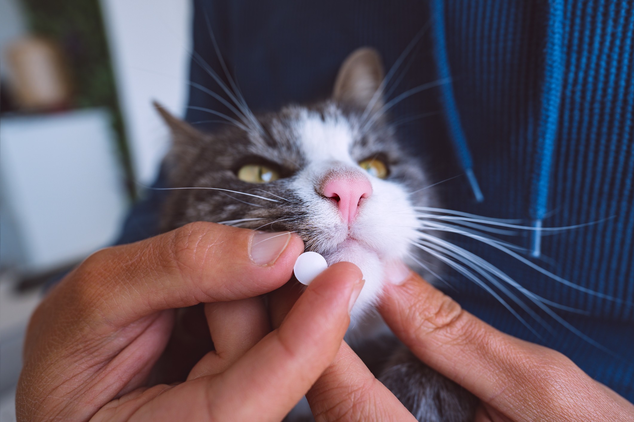 Quais os tipos de vermífugos para gatos e como escolher? - Blog Polipet