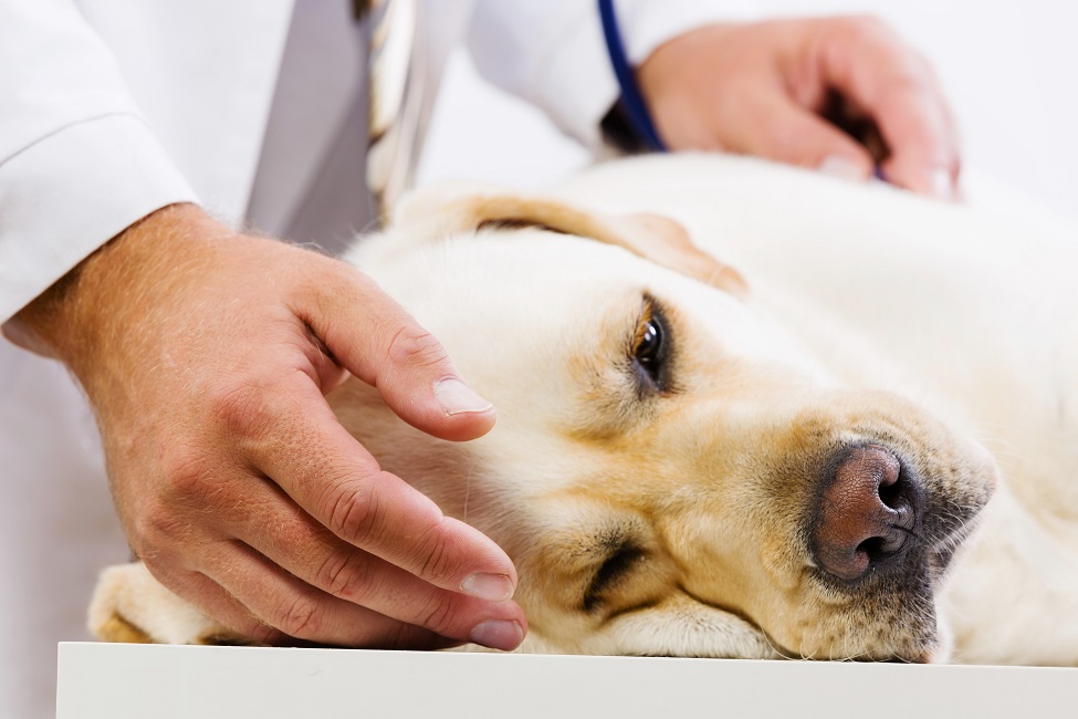 Dor De Ouvido Em Cachorro Quais Os Sinais E Como Tratar Blog Polipet