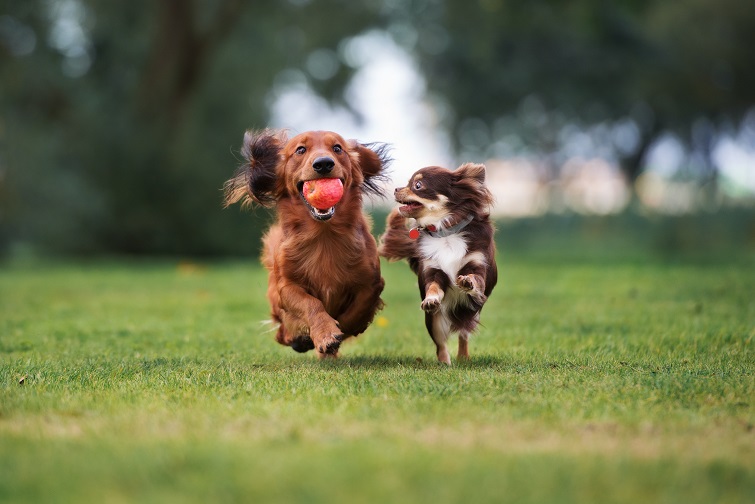 Tudo Sobre Cachorros - o melhor site sobre cães em 2023  Perguntas e  respostas brincadeira, Cachorro, Perguntas para brincadeiras