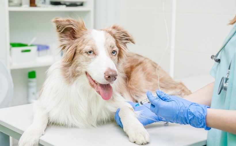 Gastroenterite em cães o que você mais precisa saber Blog Polipet