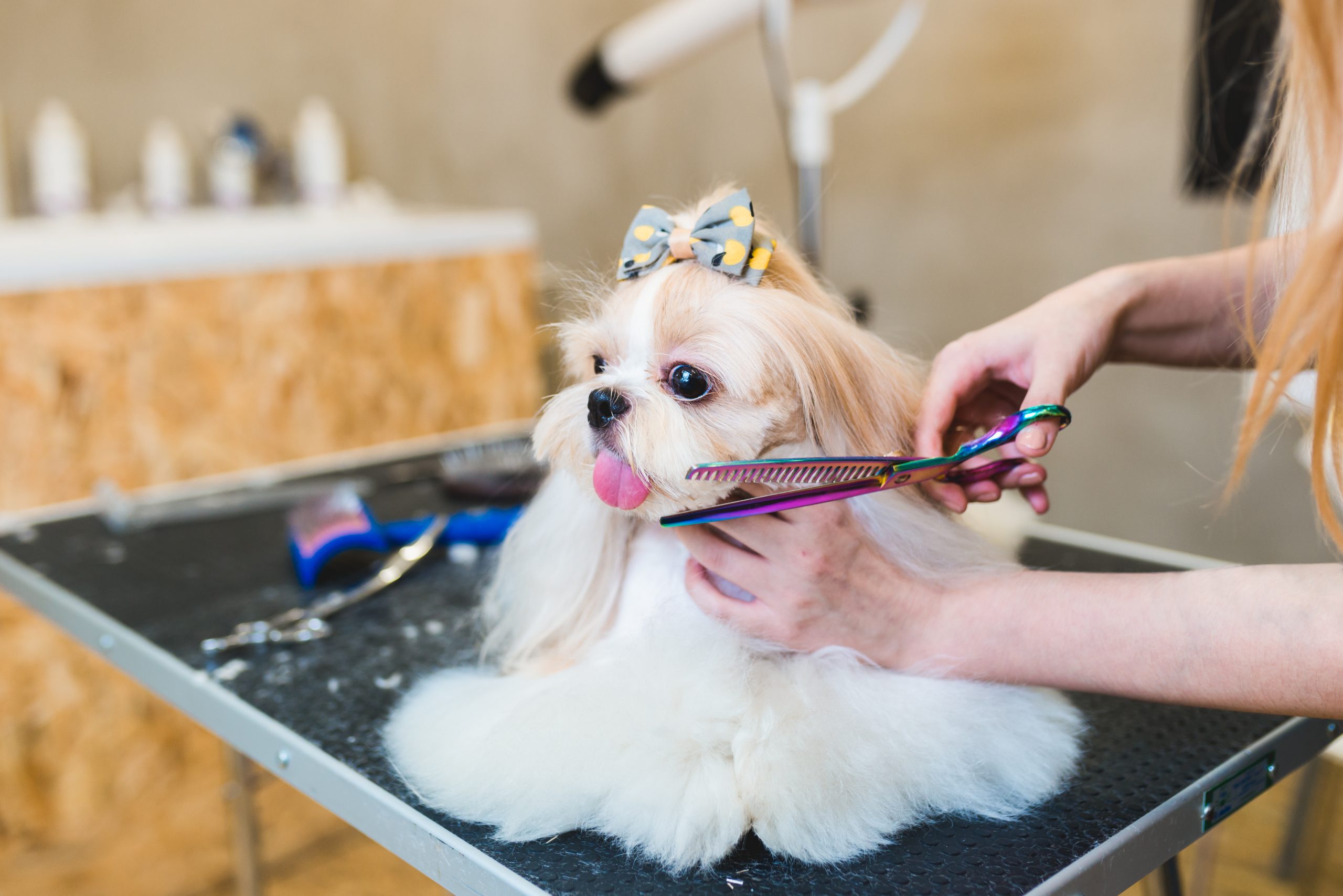 Banho em pet shops é cômodo, mas também envolve riscos - Uai Saúde