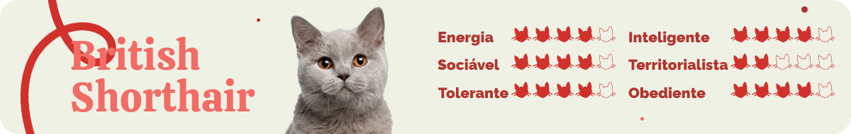 Saiba Tudo Sobre British Shorthair Blog Polipet