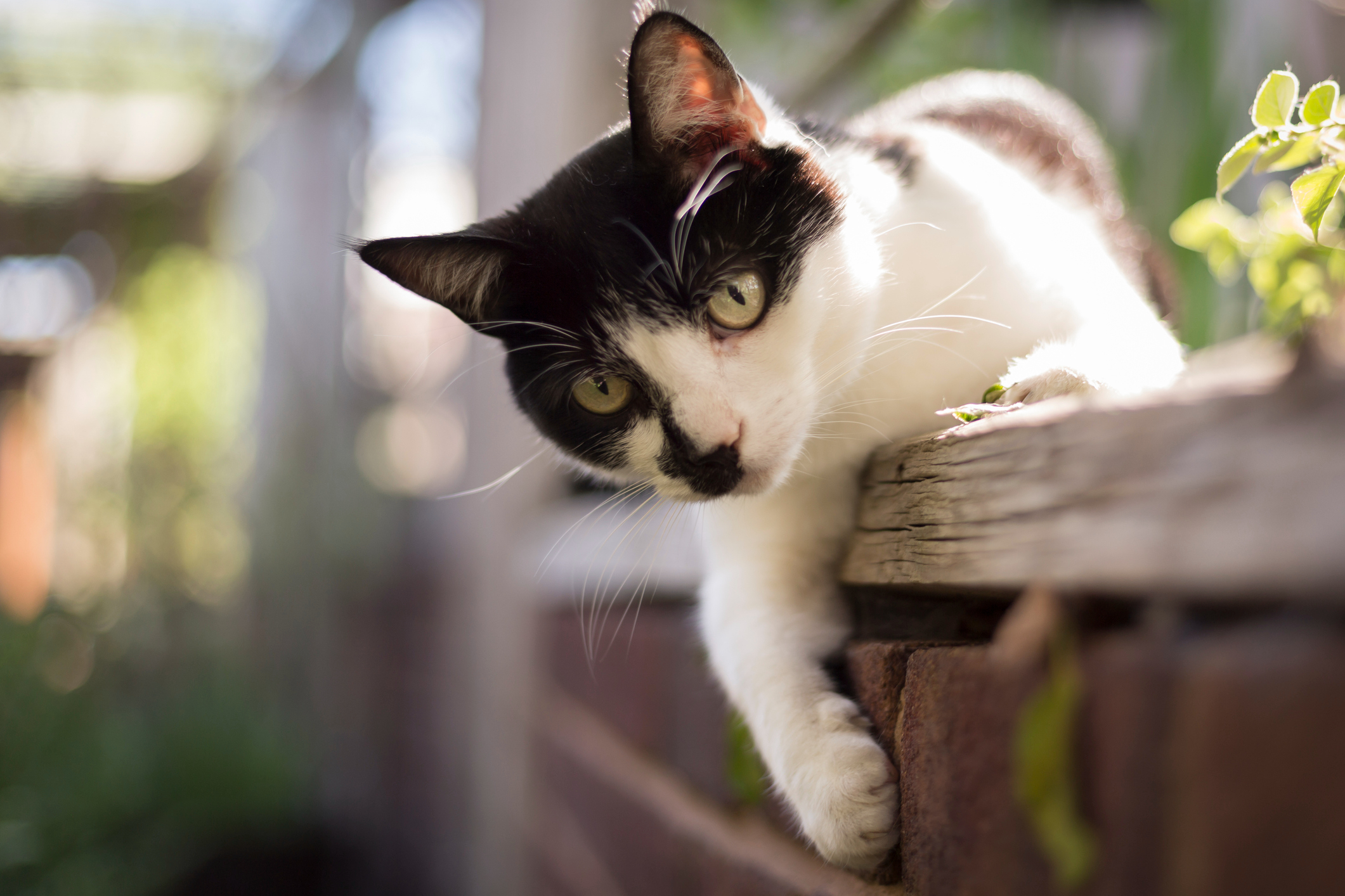 Conheça o gato diagnosticado com ansiedade após passar por