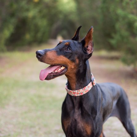 Cachorro Doberman: descubra aqui tudo sobre a raça