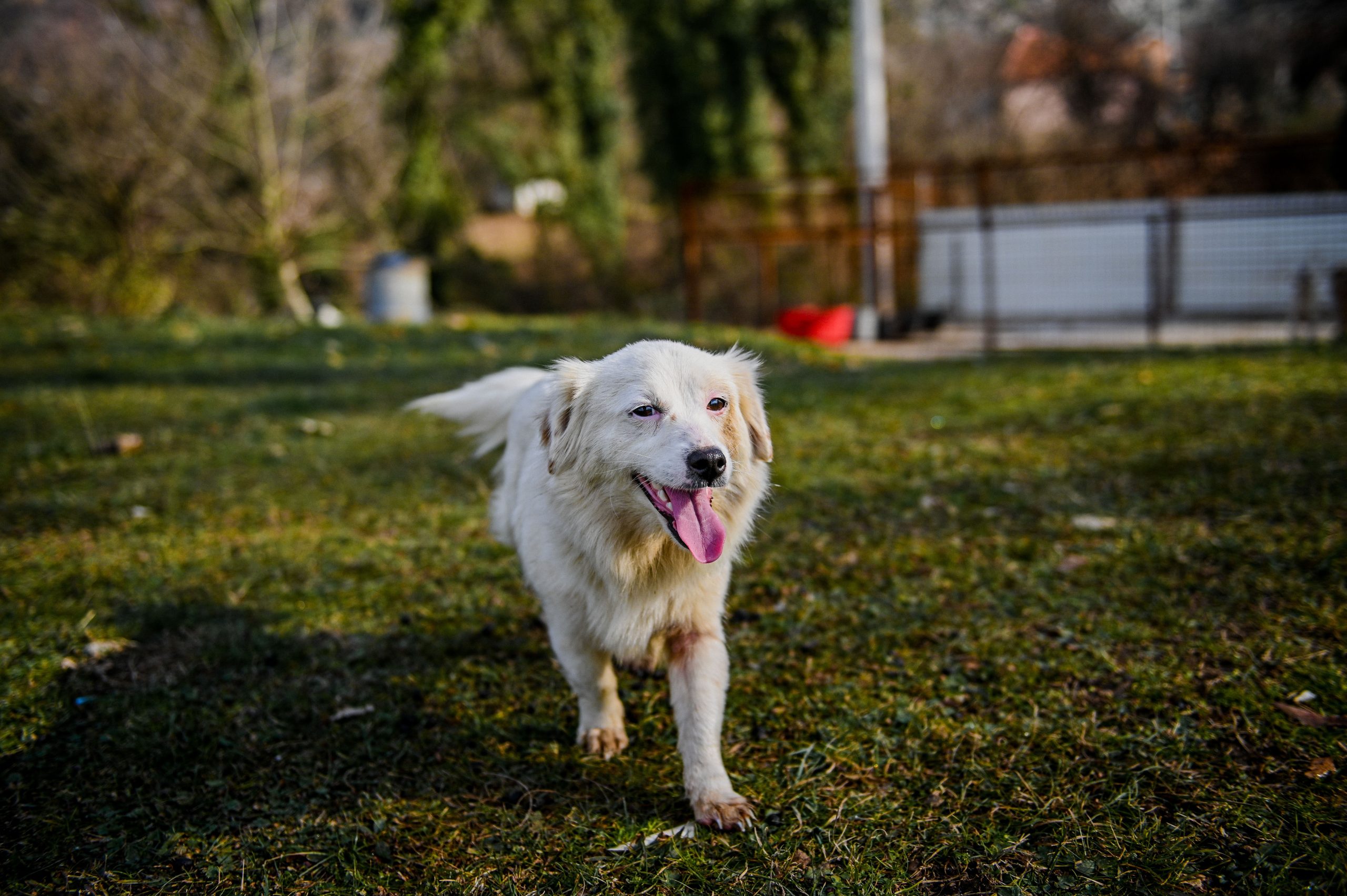 Fezes dos cães: Tudo o que precisa de saber