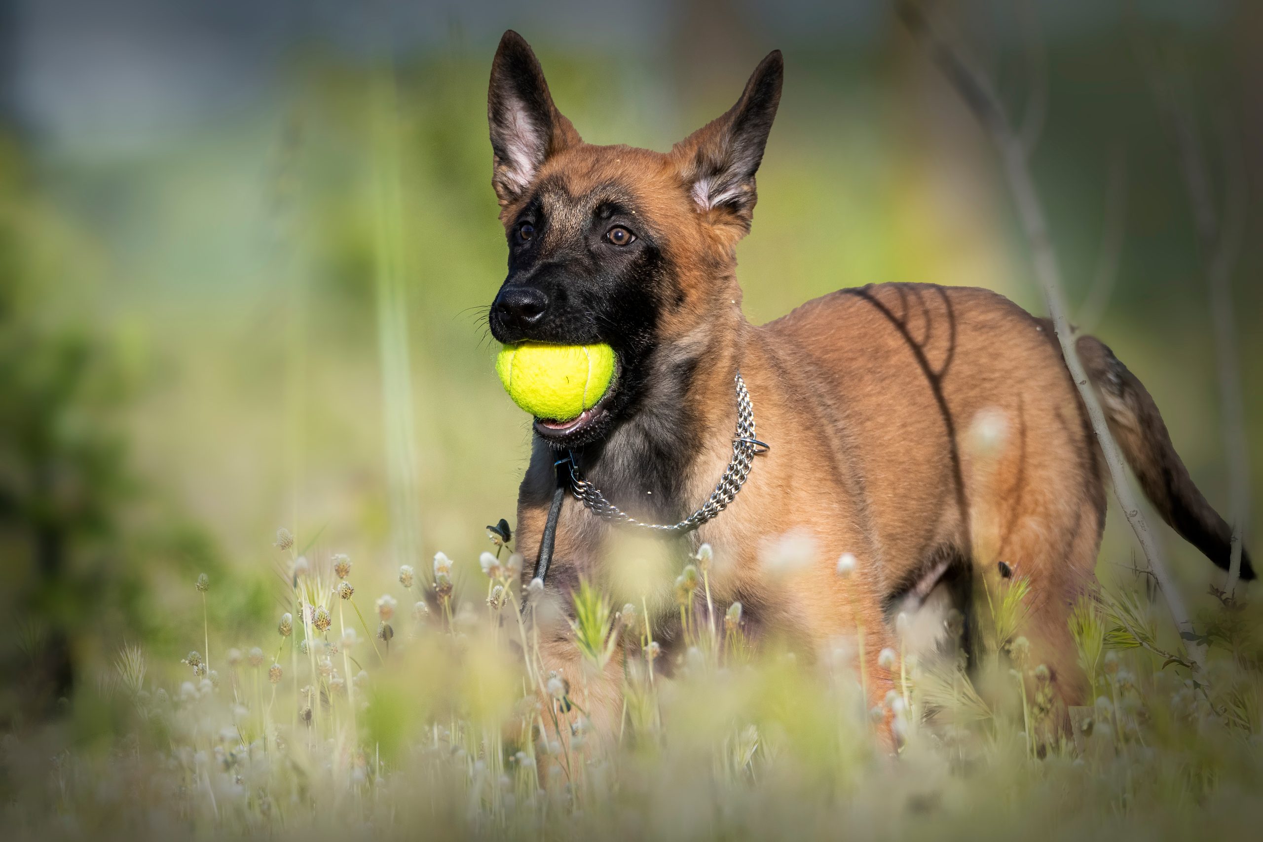 Conheça o Pastor Belga de Malinois