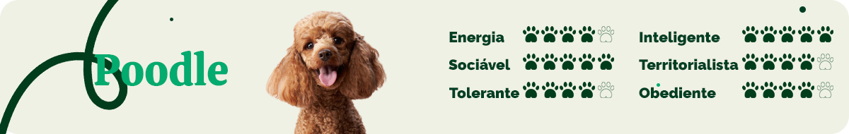 Saiba tudo sobre Poodle - Blog Polipet