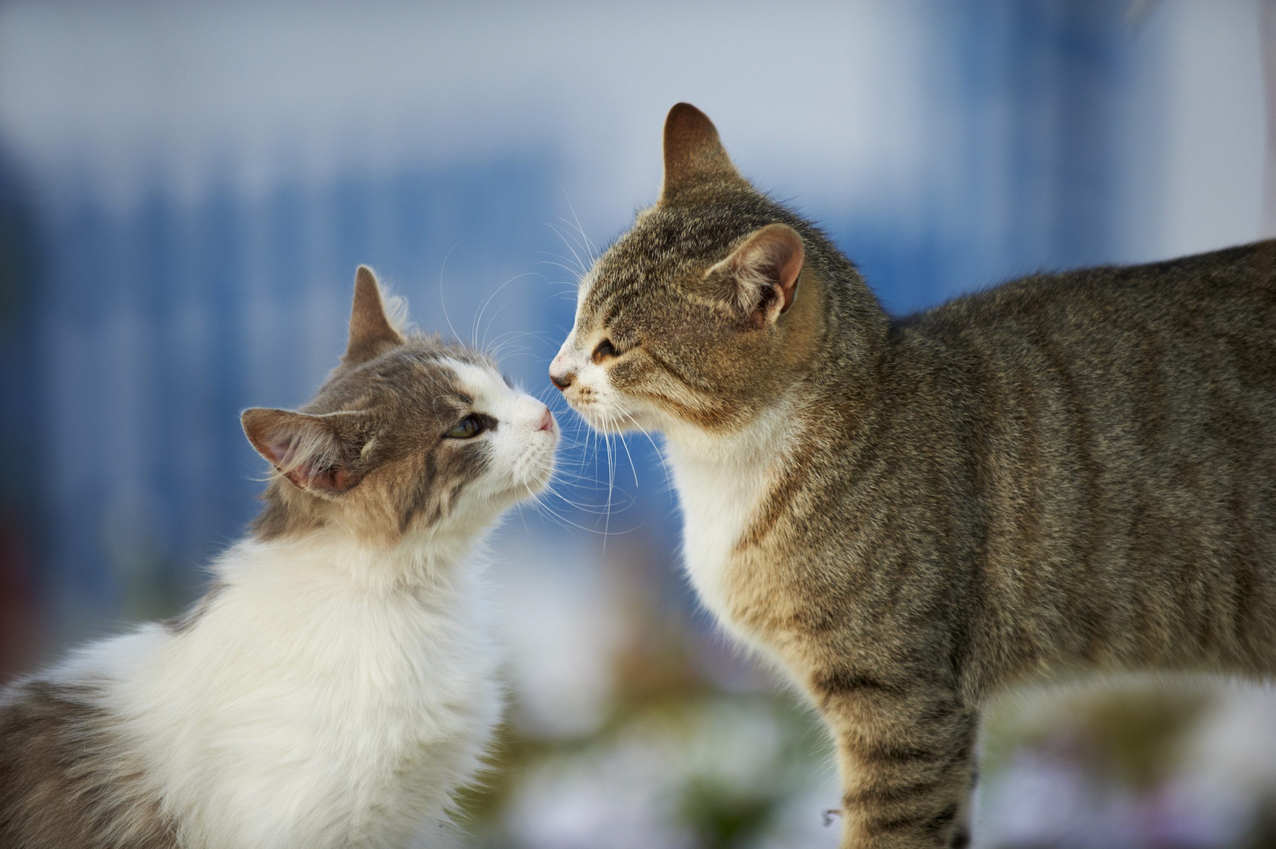 Nomes de comida para gatos