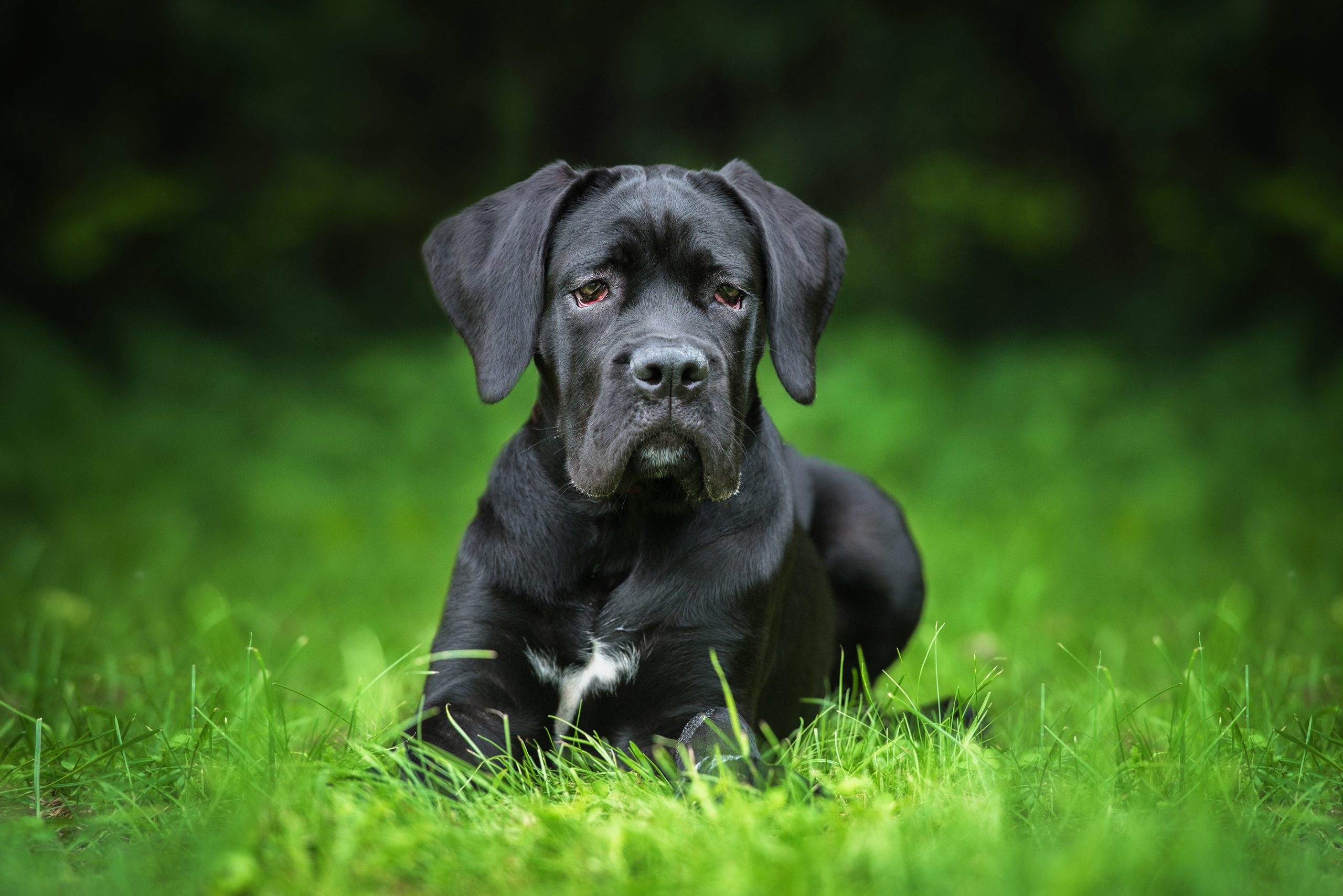 Cane Corso: conheça esta raça de cães e as suas caraterísticas