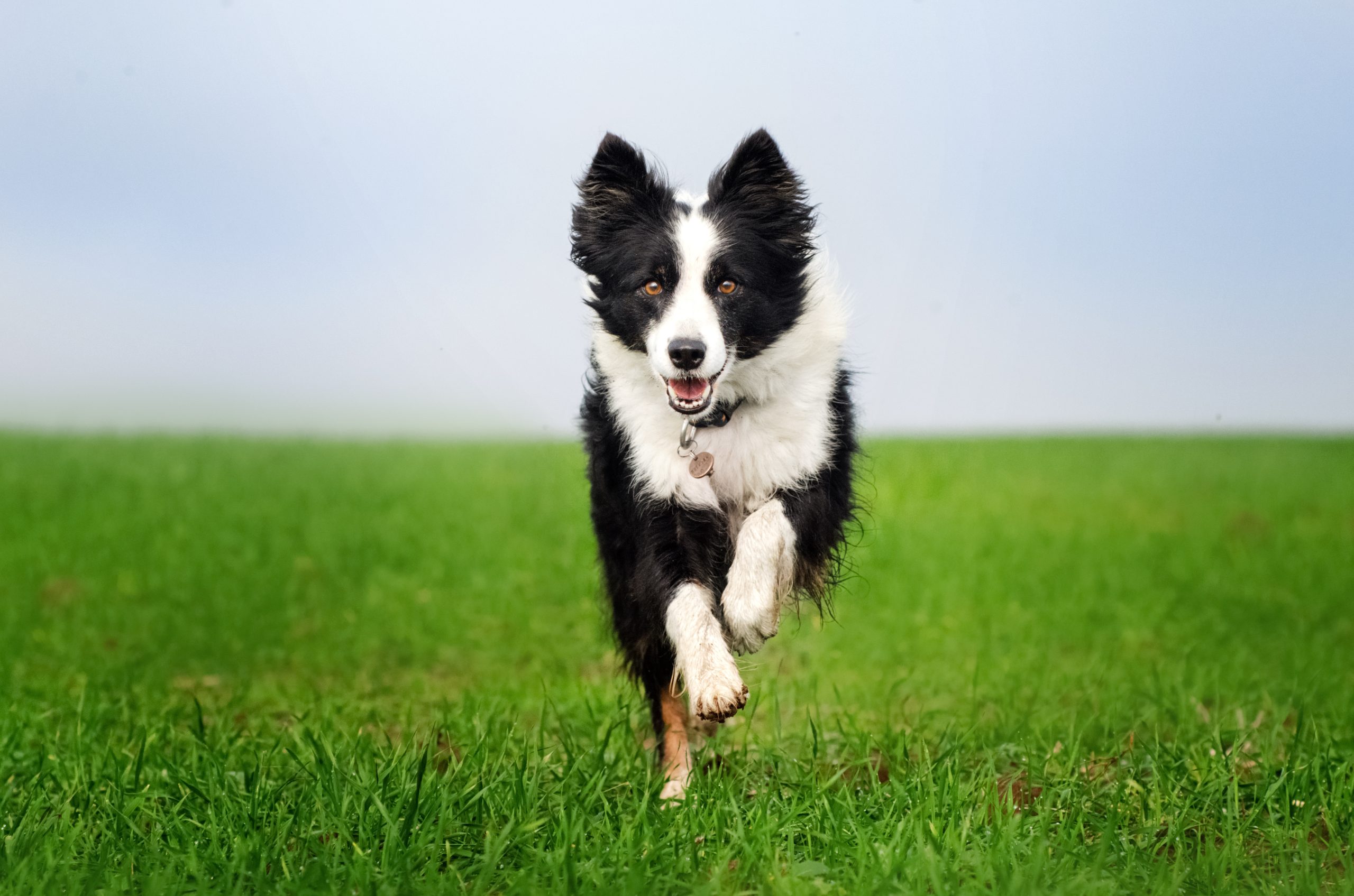 Cachorro Border Collie: Tudo sobre a raça!