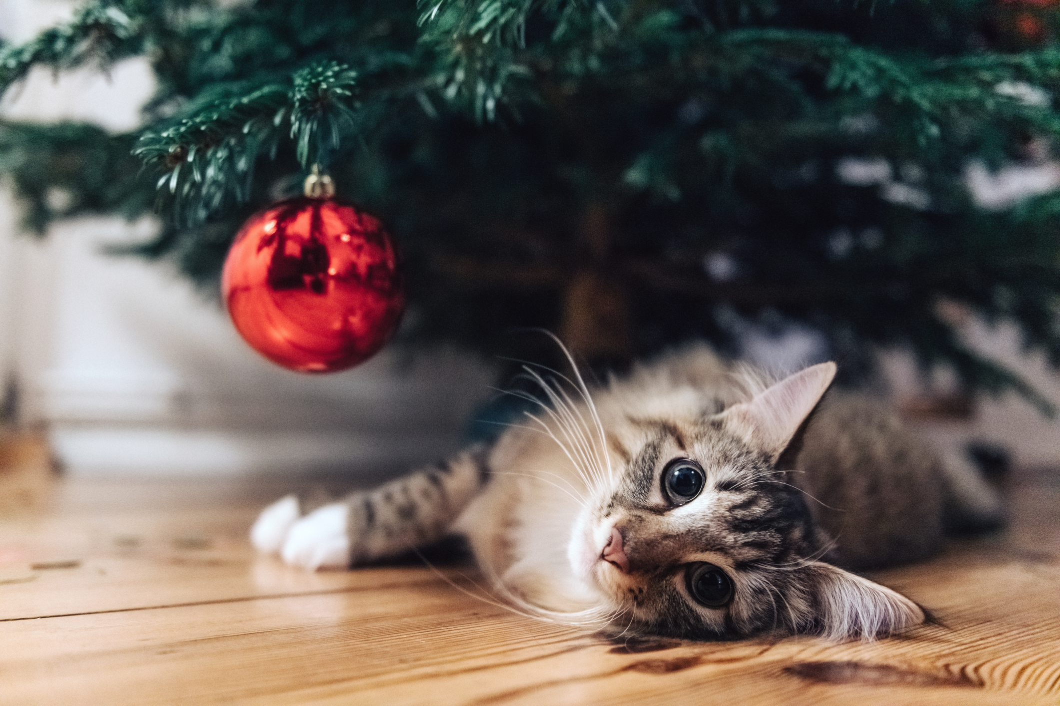 Decoração de árvore de Natal: 7 dicas para quem tem gatos - Blog Polipet