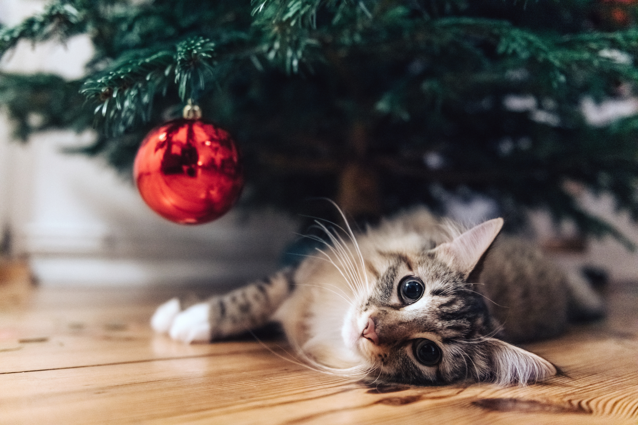 Como montar uma árvore de Natal com enfeites em preto e branco - Casa e  Jardim