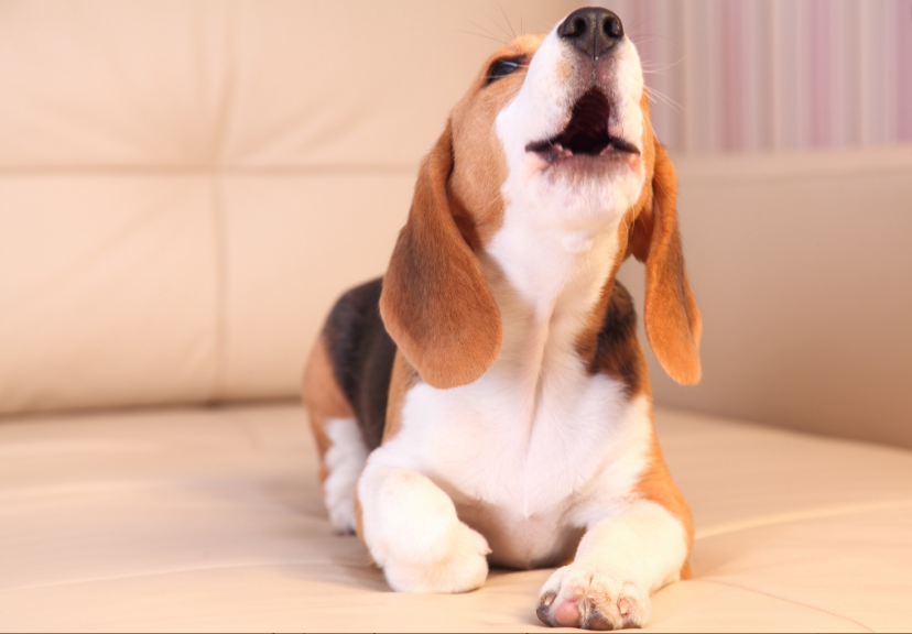 Latido excessivo do cachorro o que pode ser e como lidar? Blog Polipet