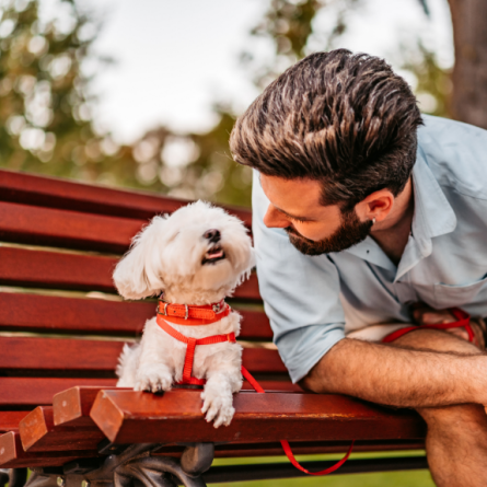 Descubra como falar com cachorro segundo os cientistas