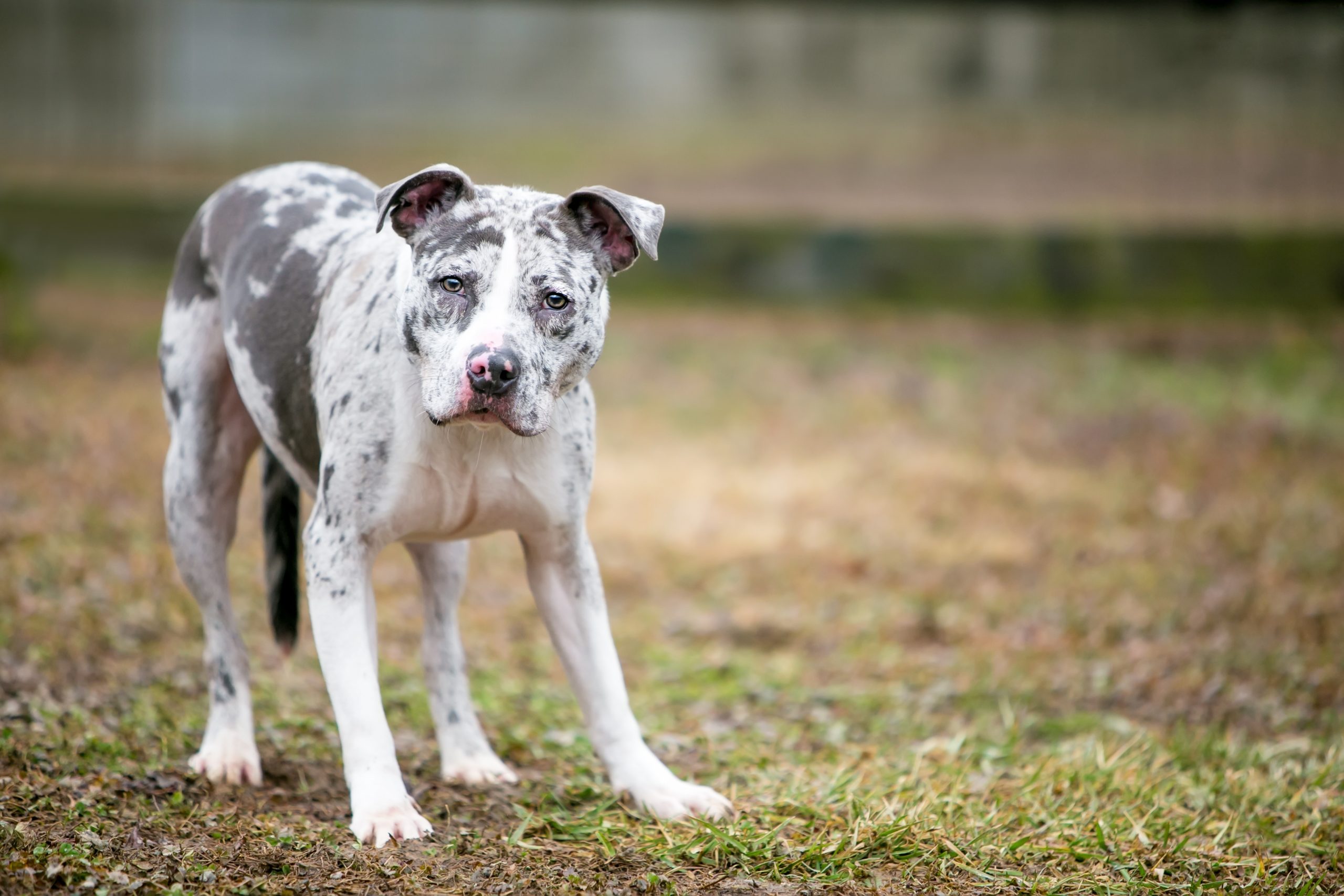 Saiba Tudo Sobre Catahoula Cur Blog Polipet