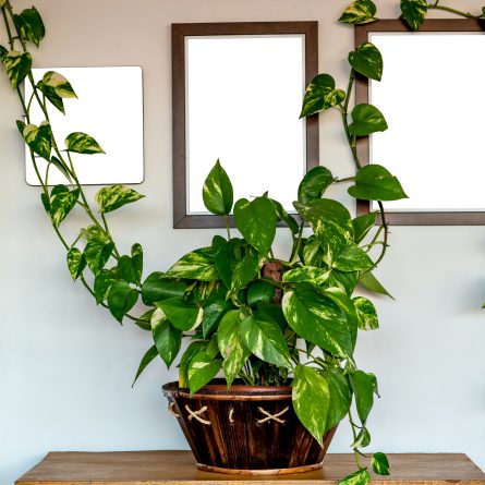 Guia para cuidar de plantas em casa (e as 10 mais simples de manter) –  Observador