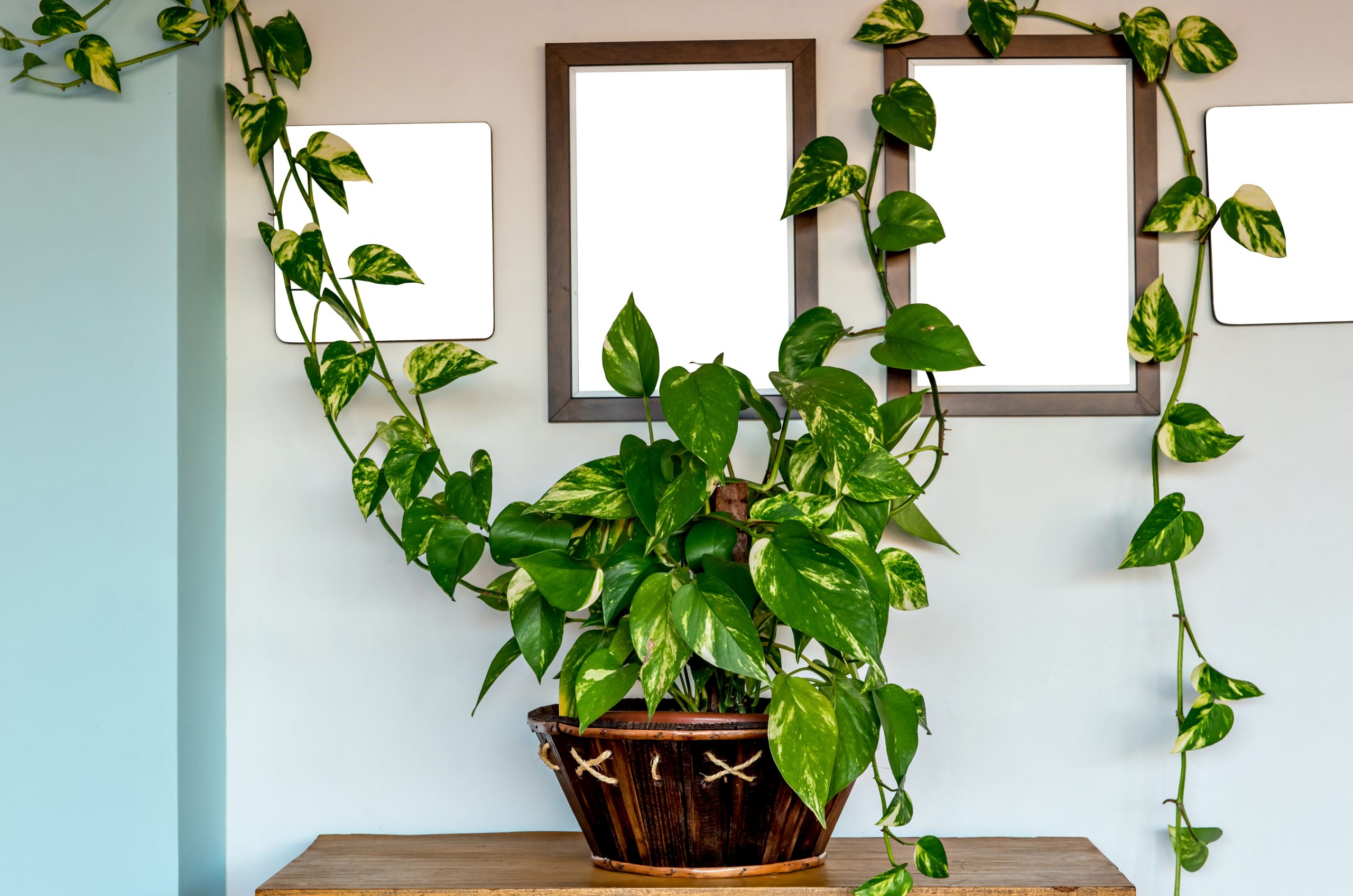 Conheça 5 plantas fáceis de cuidar para você ter em casa - Blog Polipet