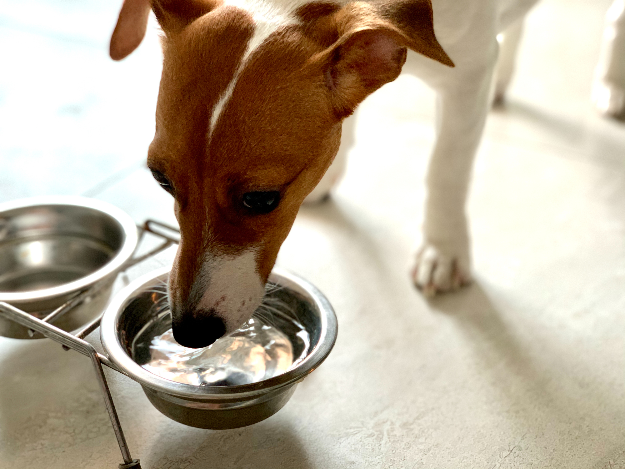 Собака постоянно пьет. Собака пьет. Собака пьет воду. Собака пьет много воды. Собака пьет воду в кофейне.