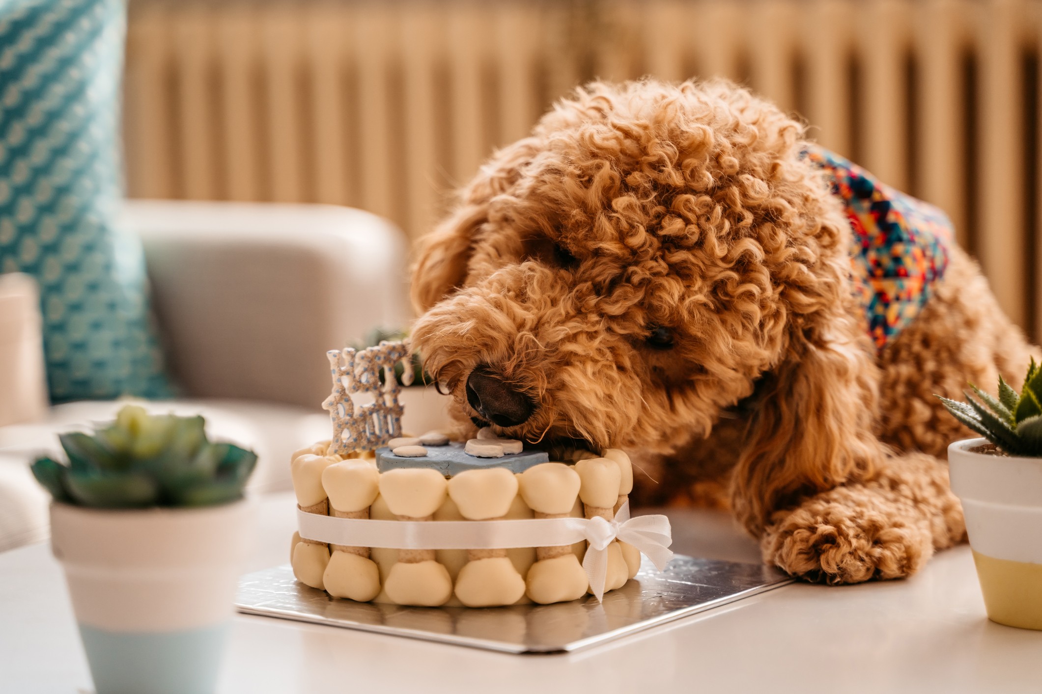 3 receitas de bolo de aniversário para cachorro