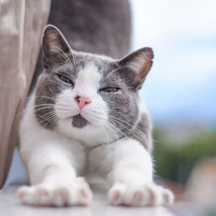 10 ideias de nomes para gatos preto e branco