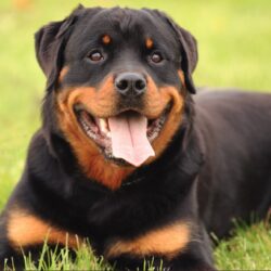 Saiba tudo sobre o cachorro da raça Rottweiler - Blog Polipet