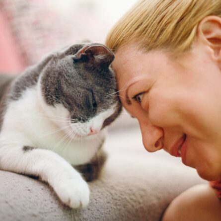 Gato feliz: 5 sinais de que seu bichano se sente bem com você - Blog Polipet