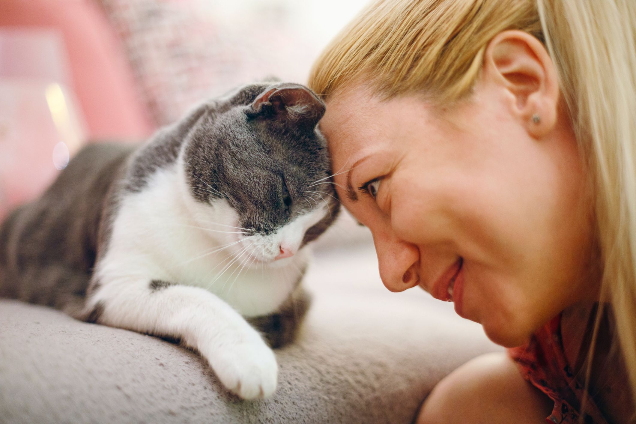 Gato feliz: 5 sinais de que seu bichano se sente bem com você