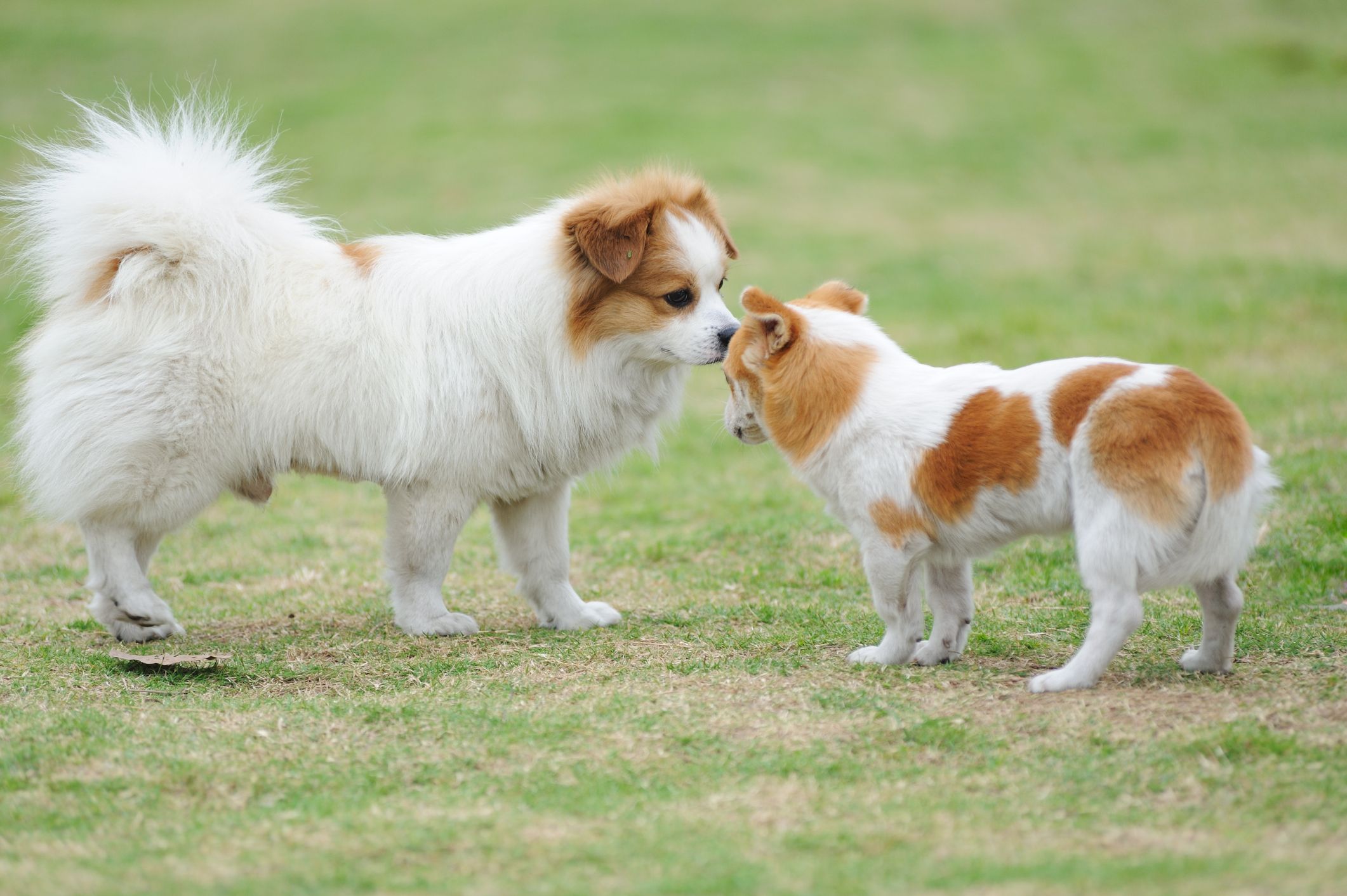 Saiba quais são as fases da reprodução canina - Blog Polipet