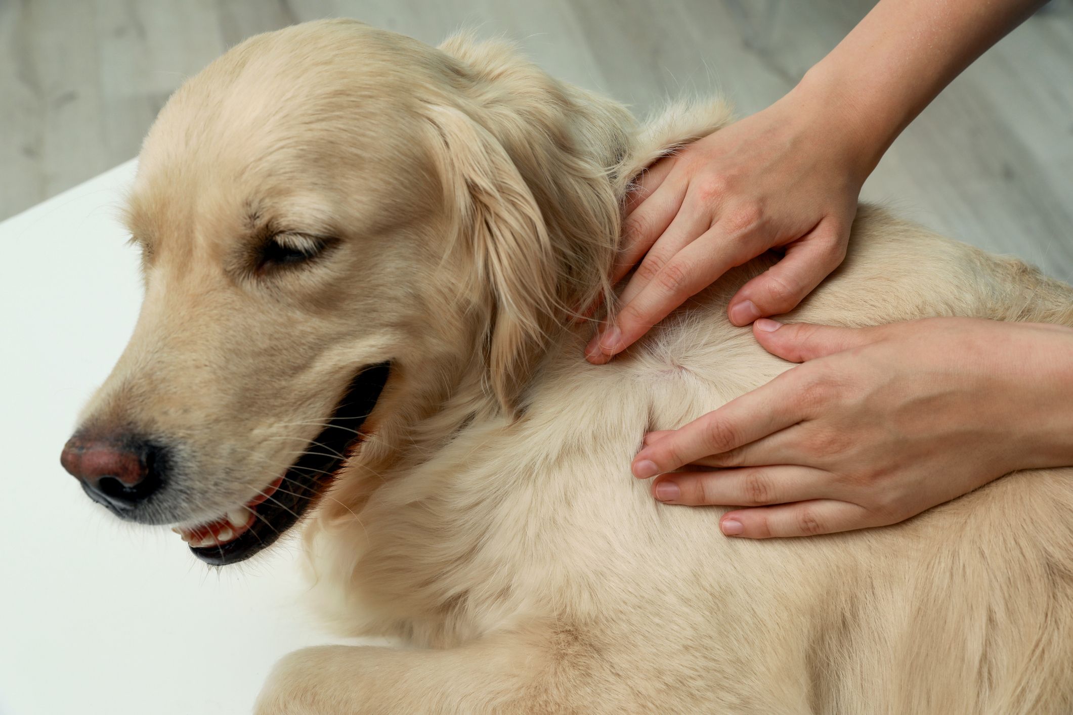 6 doenças de pele em cachorro mais comuns - Blog Polipet