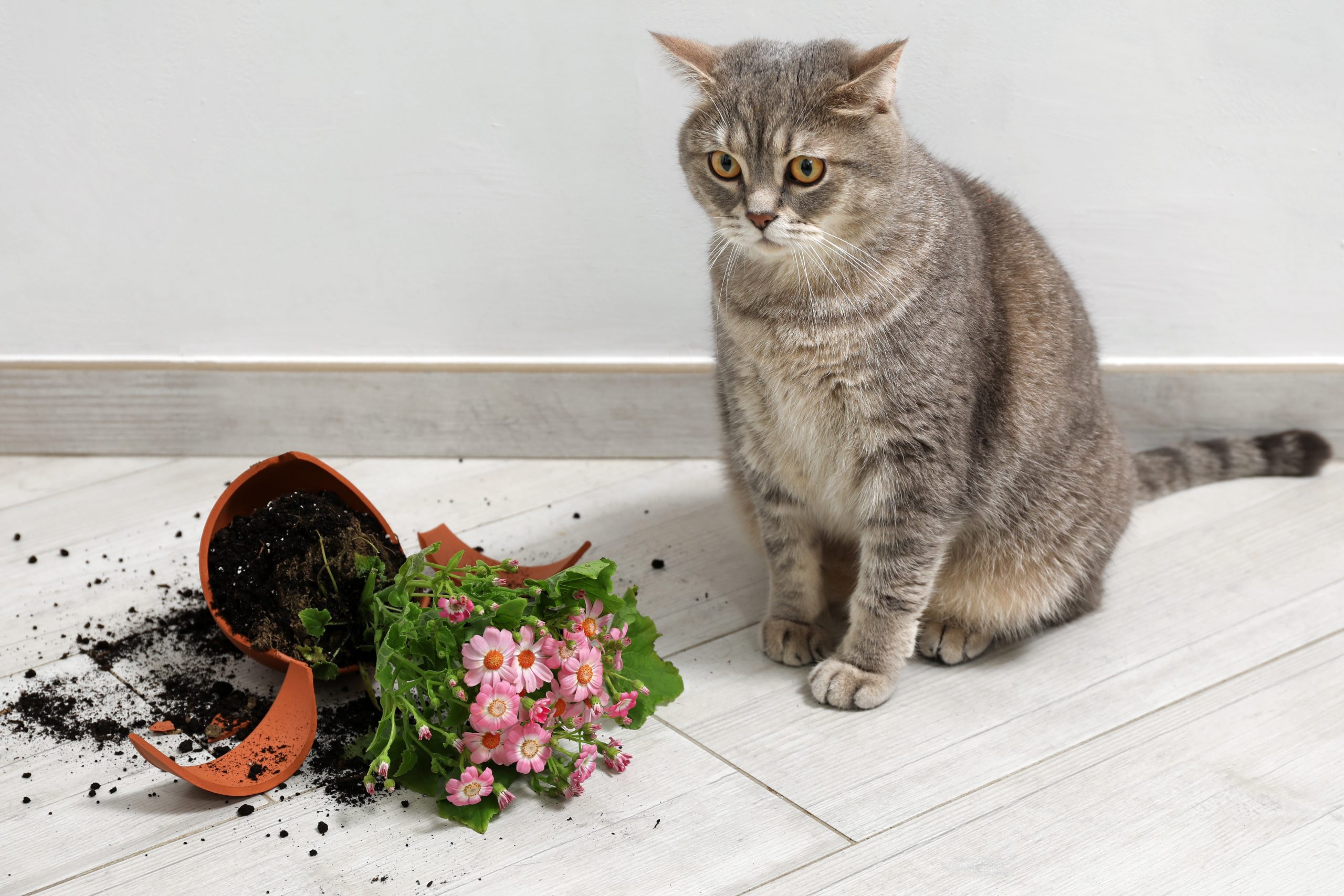 Um gato com uma espada na mão