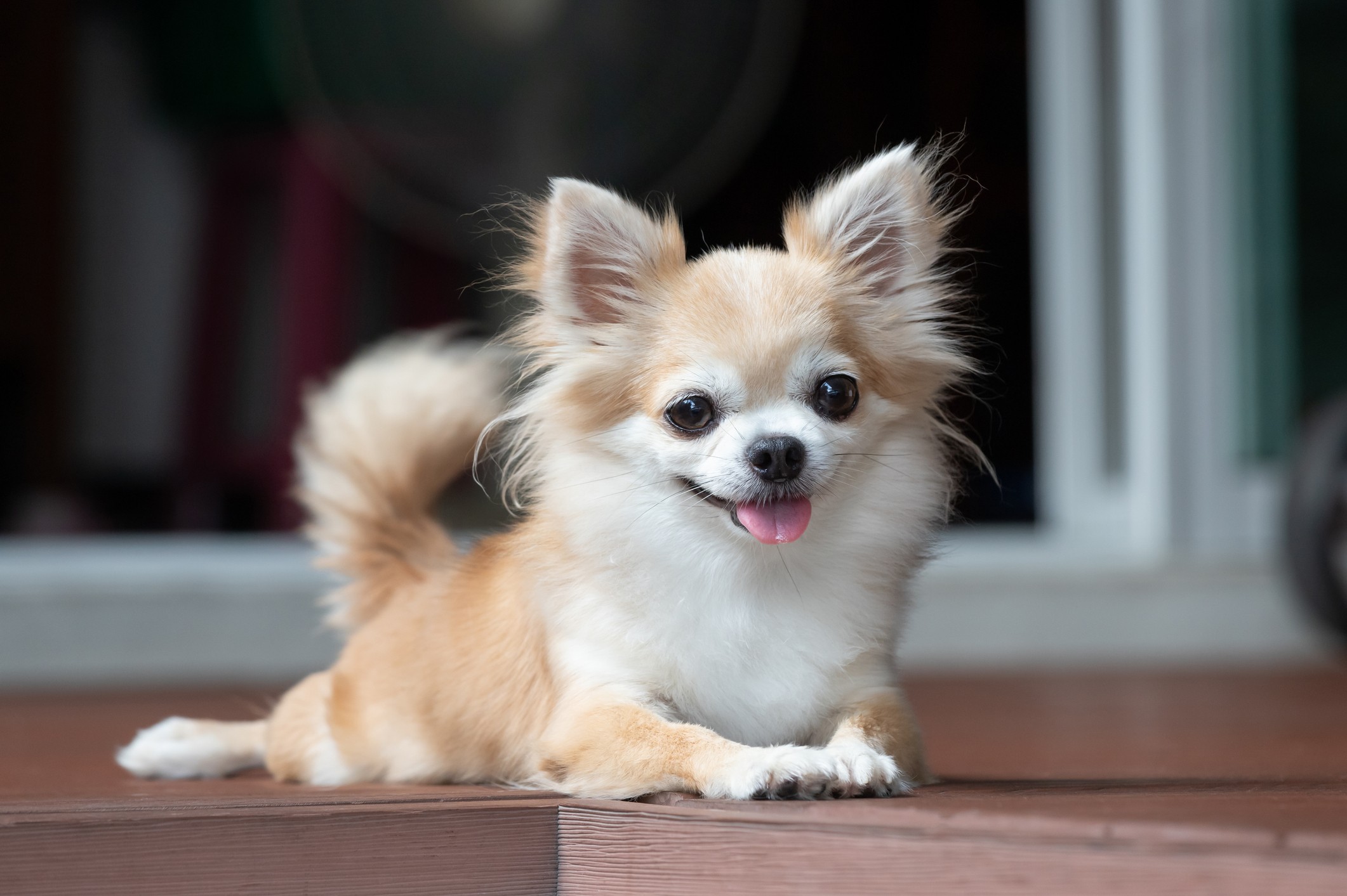 Conheça 9 raças de cachorros dóceis! - Blog Polipet