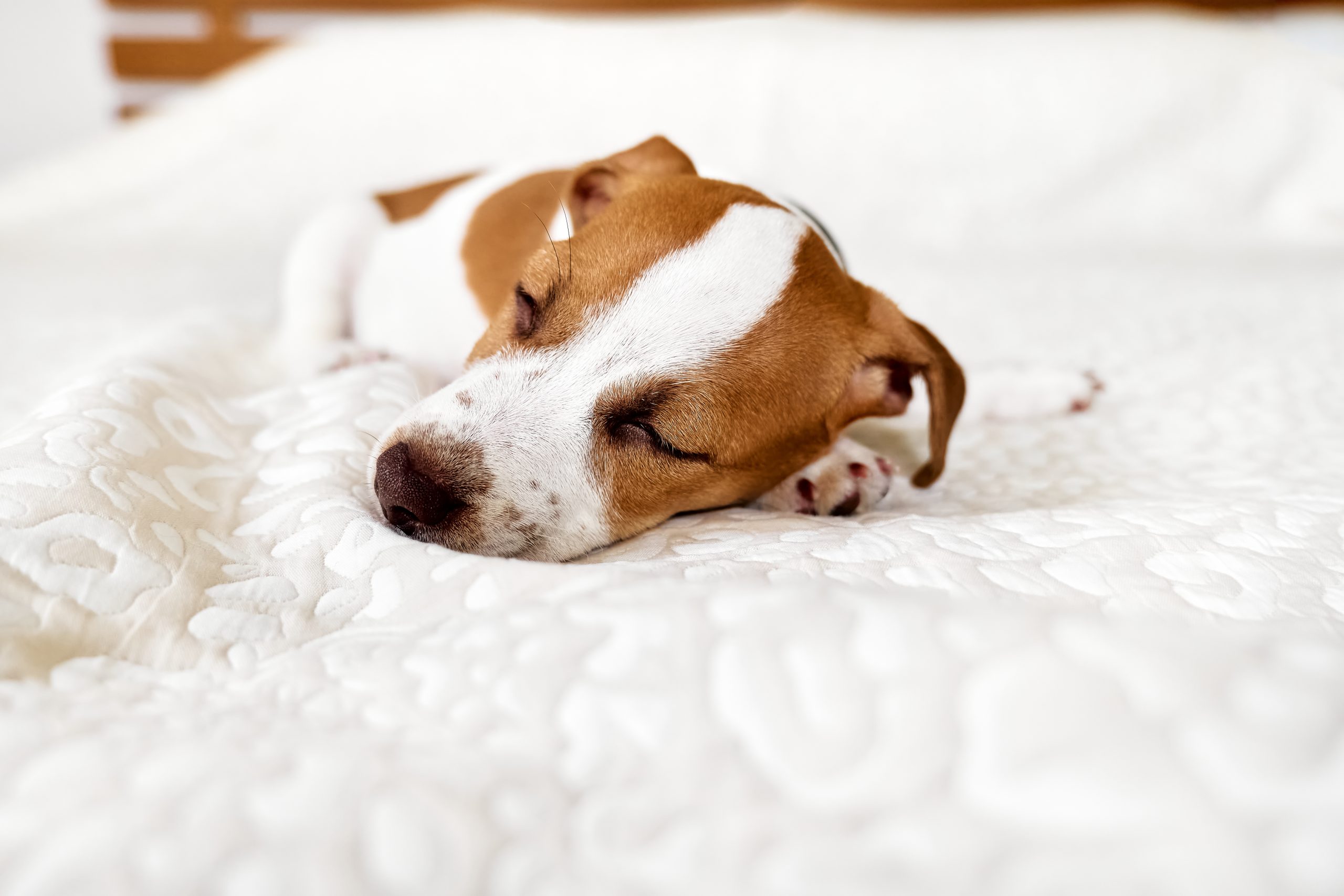 Conheça as melhores camas para cachorro de 2023