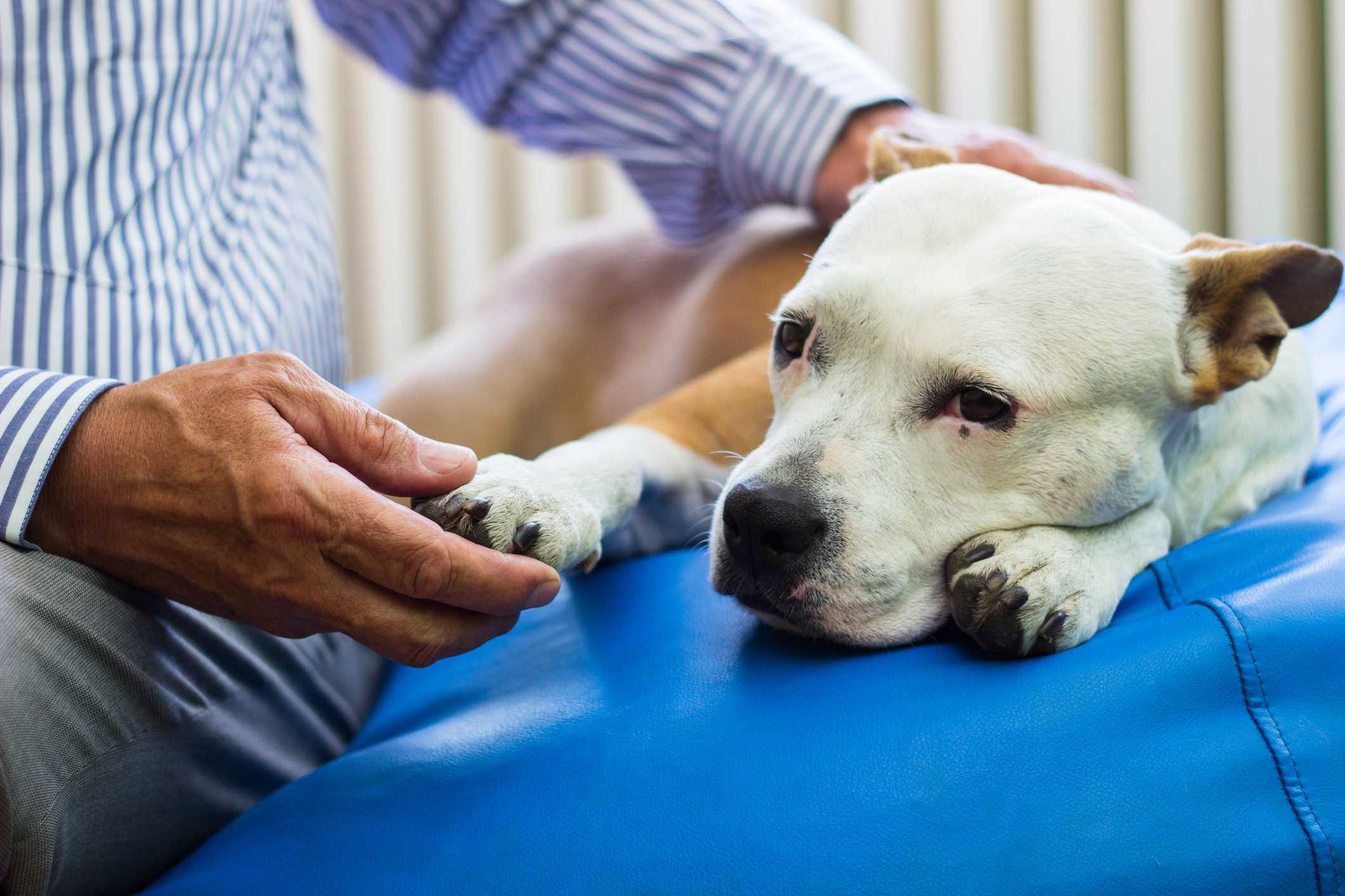 Artrose em cães: o que é, sintomas e tratamento! - Blog Polipet