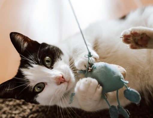 Os brinquedos que deixam seu gato mais ativo