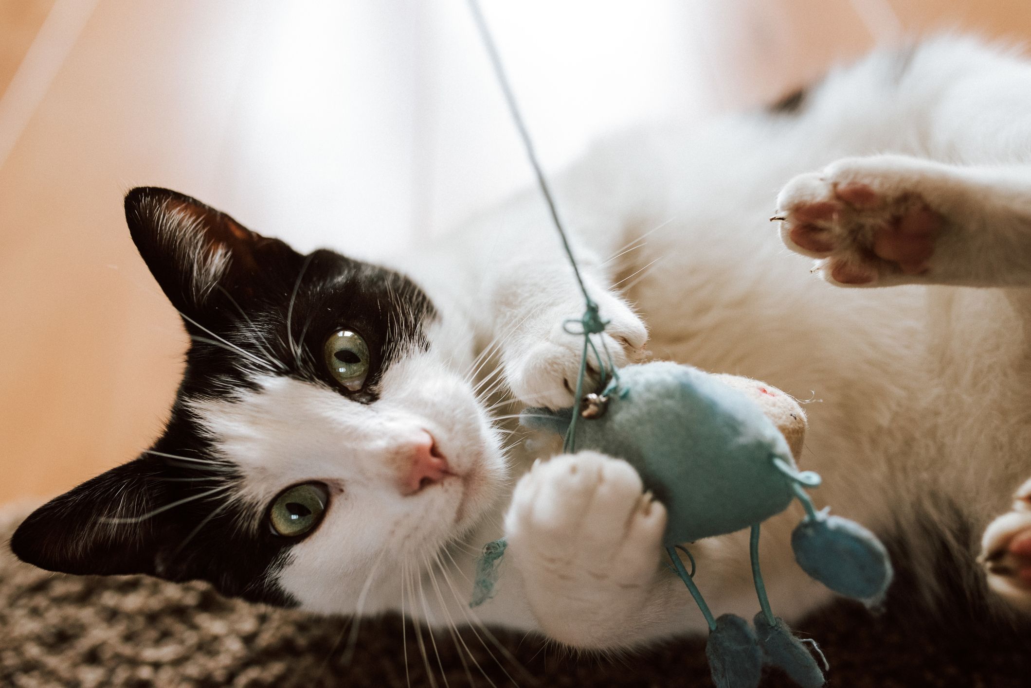 Gato pulando? Descubra 5 curiosidades sobre o salto dos felinos!