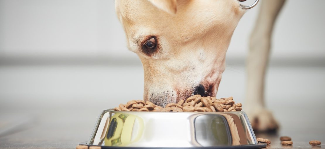 Cachorro pode comer damasco? Veja os benefícios e contraindicações, Nutrição