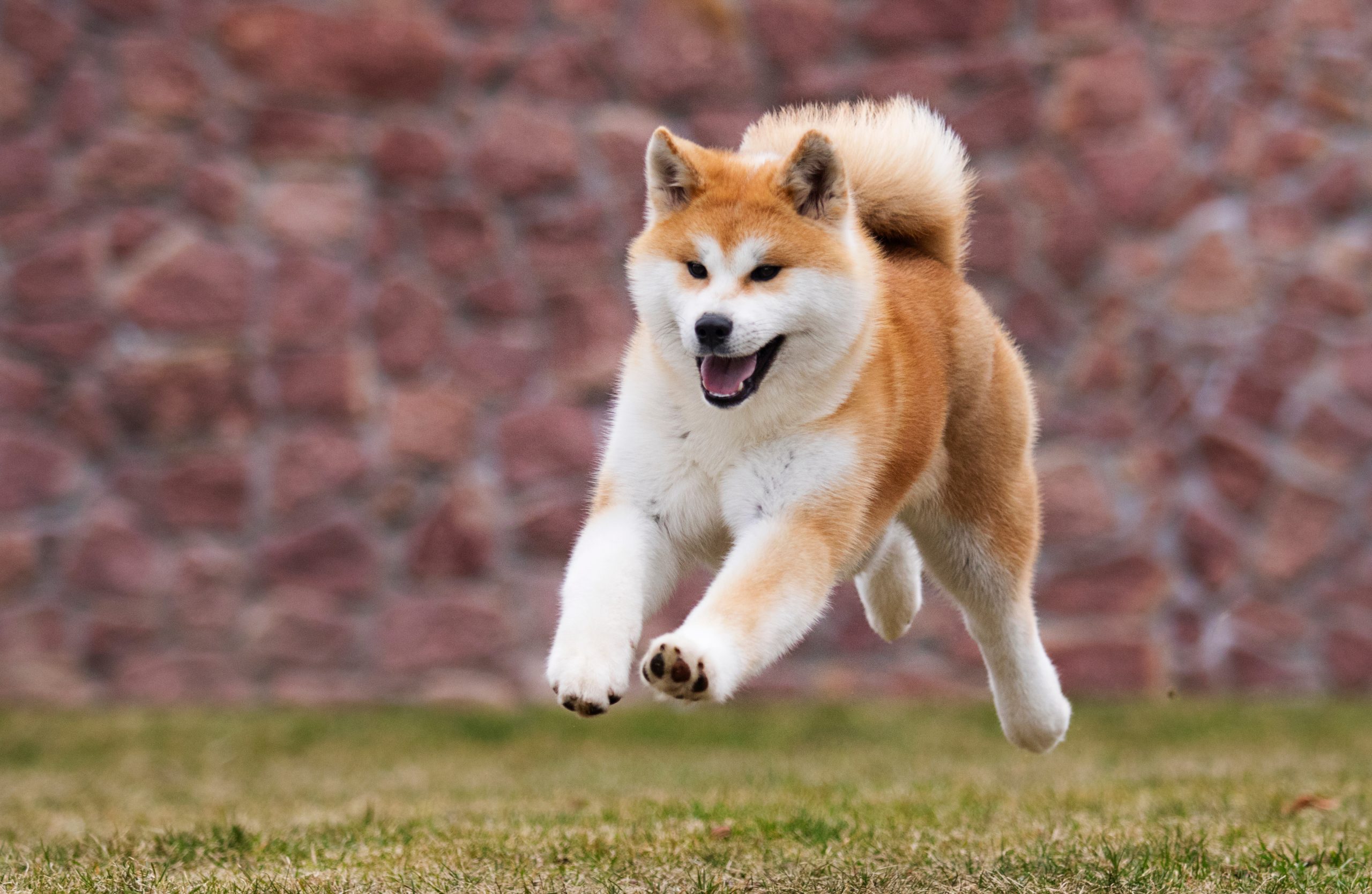 Saiba tudo sobre Akita Americano e Akita Inu? - Blog Polipet