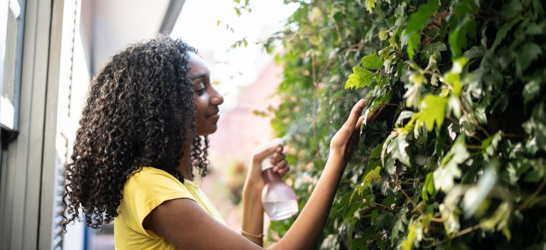 Plantas Trepadeiras: Veja Como Usar Na Decoração!