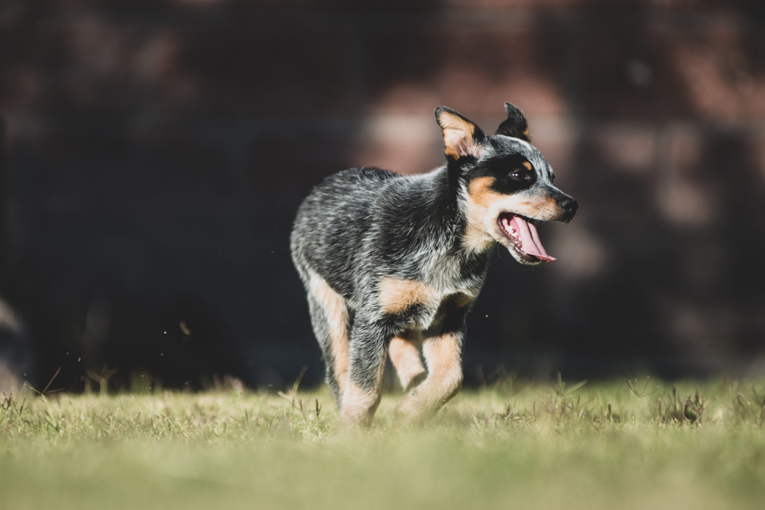 Qual a diferença entre o Pastor Australiano e o Boiadeiro Australiano (Blue  Heeler)?