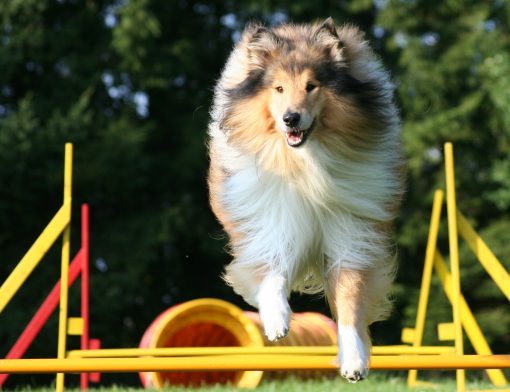 Pastor Branco Suíço: saiba tudo sobre a raça! - Blog AZ Petshop - Dicas  para cuidar do seu pet!