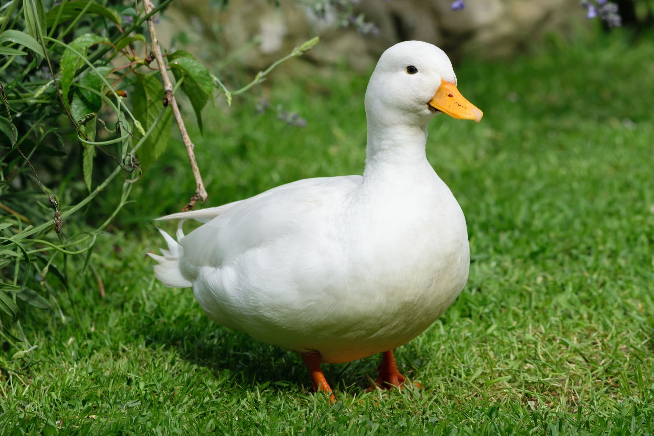 Como criar pato de estimação? Entenda aqui! - Blog Polipet