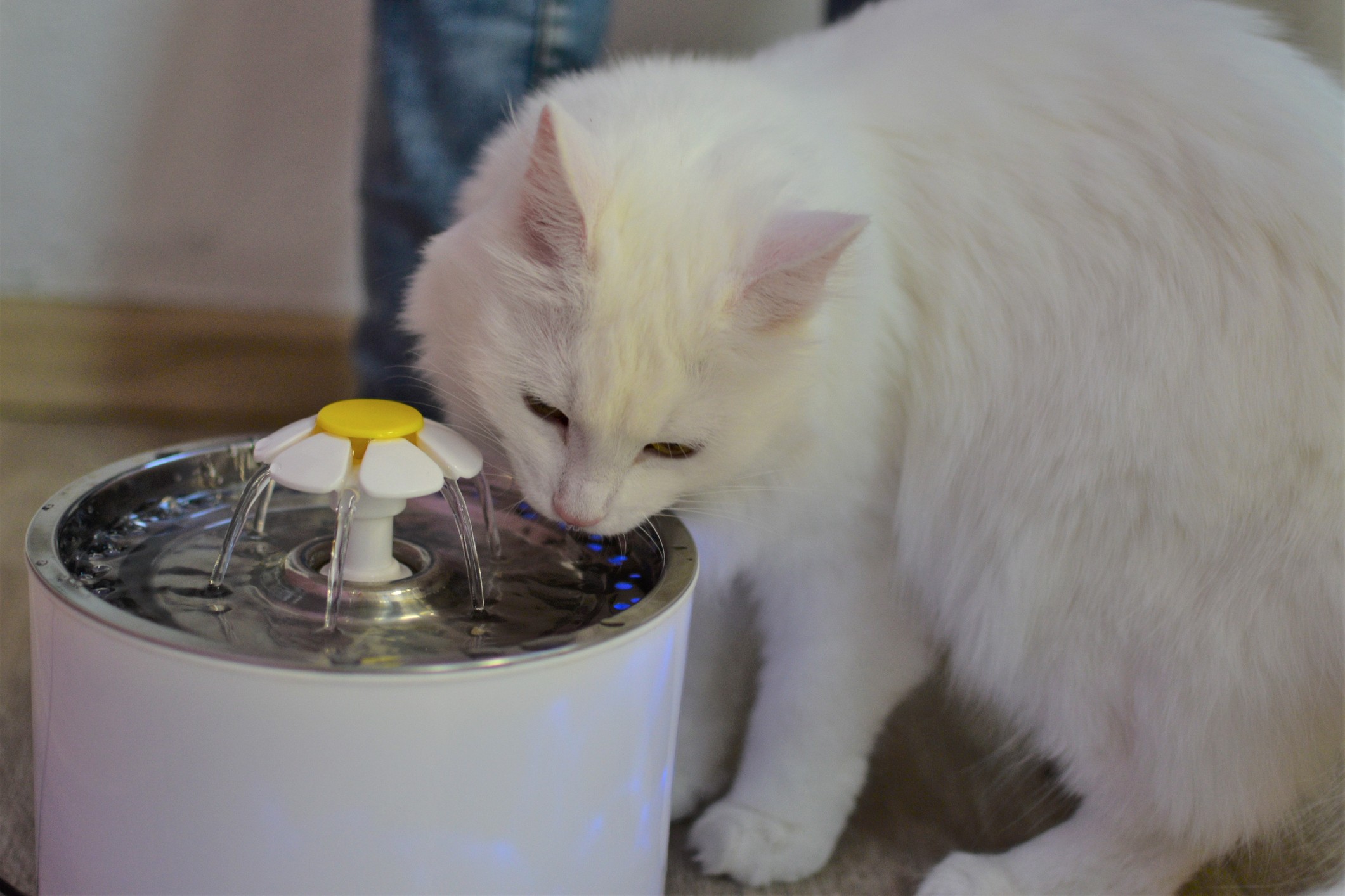 8 dicas para escolher a melhor fonte de água para gatos