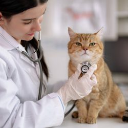 Castração de gatos: entenda como é feita - Blog Polipet