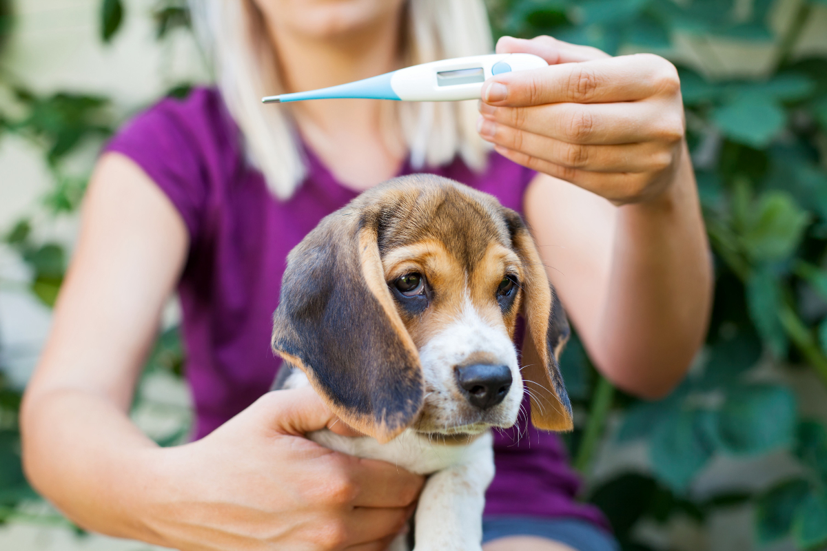 Como saber se meu cachorro está com febre?