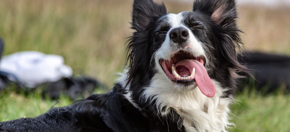O que pode ser quando o cachorro está com a língua de fora?